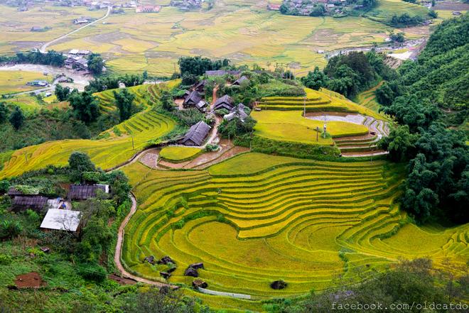 Sa Pa terraced fields