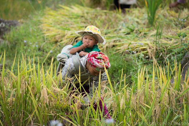 Sa Pa terraced fields