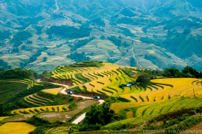 Sa Pa terraced fields