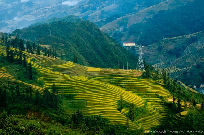 Sa Pa terraced fields