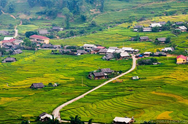 Sa Pa terraced fields