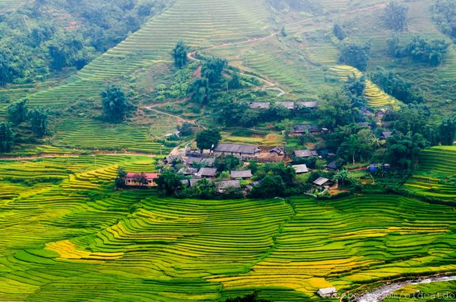 Sa Pa terraced fields