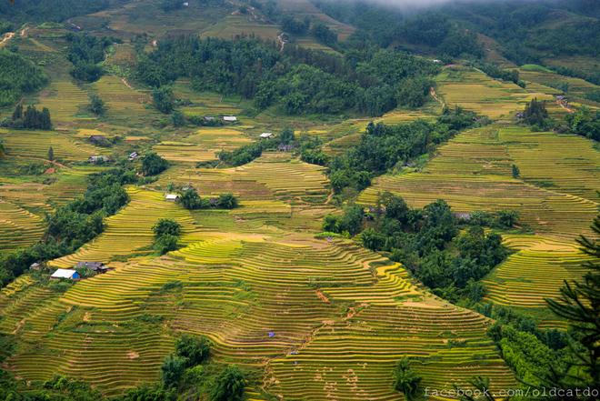 Sa Pa terraced fields