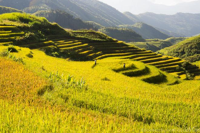 Sa Pa terraced fields
