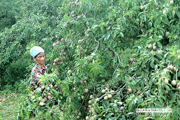 Lost in the leaves: A woman in Na Hoi Commune picks plums in a family garden