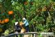 Picture of Mekong Delta 1 day tour (My Tho Ben Tre)