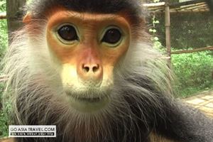 Picture of Hanoi - Cuc Phuong National Park - Tam Coc Cave