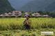 Picture of Mai Chau Ecolodge 2 days 1 night Tour