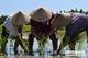 Picture of Hoi An Eco Tour 4 Days 3 nights