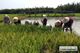 Picture of Hoi An Eco Tour 4 Days 3 nights