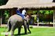 Picture of Luang Prabang – Elephant Riding & Trail of Falls