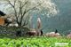 Picture of 5 Days Dong Van - Ha Giang Adventure tour