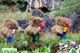 Picture of 5 Days Dong Van - Ha Giang Adventure tour