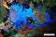 Picture of Phu Quoc Snorkeling full day