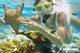 Picture of Phu Quoc Snorkeling full day
