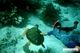 Picture of Phu Quoc Snorkeling full day