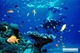 Picture of Phu Quoc Snorkeling full day