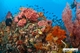 Picture of Phu Quoc Snorkeling full day