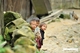 Picture of Sapa by bus 2 days – 1 night (overnight in Ta Van Village) GS2
