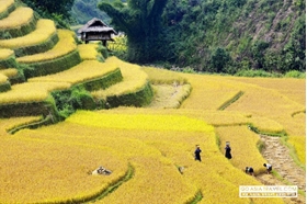 Picture of Truly Vietnam from North, Central to the South in 14 Days 13 Nights