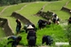 Picture of Truly Vietnam from North, Central to the South in 14 Days 13 Nights