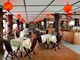 Picture of Hoi An Lantern Hotel