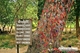 Picture of Phnom Penh - Killing Fields tour