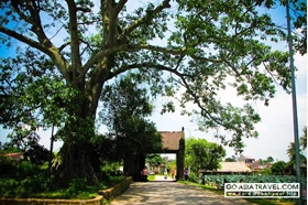 Picture of Duong Lam village - Bat Trang village private tour