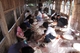 Picture of Duong Lam village - Bat Trang village private tour