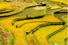 Sa Pa terraced fields on list of the world's most beautiful places