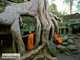 Picture of Siem Reap - Banteay Srei Temple & Ta Prohm Temple