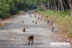 Picture of Can Gio Mangrove Forest 1 day tour – private tour