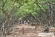 Picture of Can Gio Mangrove Forest 1 day tour – private tour