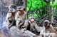 Picture of Can Gio Mangrove Forest 1 day tour – private tour