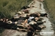Picture of Tour to My Lai Massacre Museum by Jeep
