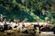 Picture of Da Lat Cultural Tour