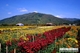 Picture of Dalat Countryside Tour