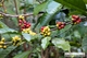 Picture of Dalat Countryside Tour