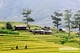 Picture of Hanoi - Nghia Lo - Tu Le - Mu Cang Chai 3 days 2 nights