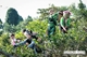 Picture of Hanoi - Nghia Lo - Tu Le - Mu Cang Chai 3 days 2 nights