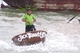 Picture of Jacktranecotours - RICE PLANTING & FISHING