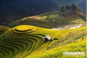 Picture of Hanoi - Nghia Lo - Tu Le - Mu Cang Chai 3 days 2 nights
