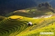 Picture of Hanoi - Nghia Lo - Tu Le - Mu Cang Chai 3 days 2 nights