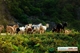 Picture of Luxury Cruises Halong Bay & Hoa Lu Tam Coc - Free 1 night Hotel